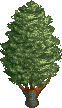 File:Monterey Cypress.png