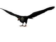 Aguila mexicano.png