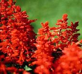 Salvia roja.jpg