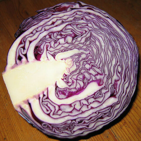 Bestand:Rodekool1.jpg