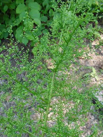 File:Wormwood.jpg