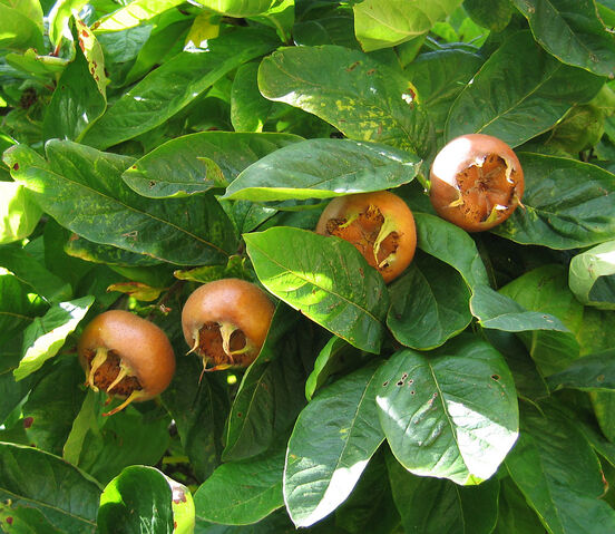 File:Medlar.jpg