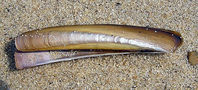 File:Razorshell.jpg