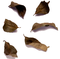 SalamLeaf
