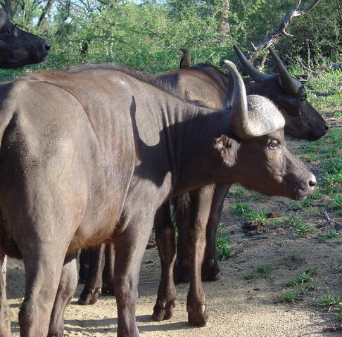 File:Buffalo.jpg