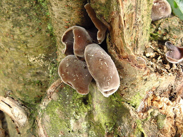 File:Cloud ears.jpg