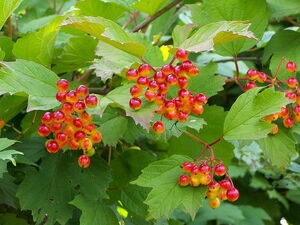 Guelder rose berries