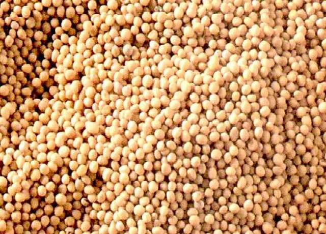 File:White Mustard Seeds.jpg