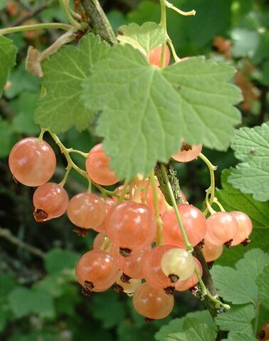 File:White currant.jpg