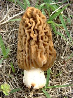 Morel