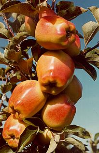 CriterionApple