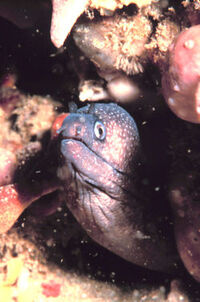 Morayeel
