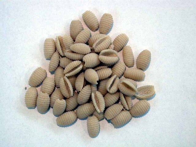 File:Gnocchetti.jpg