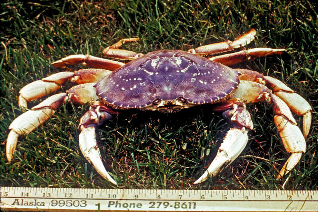 File:Dungeness crab.jpg
