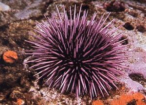 SeaUrchin