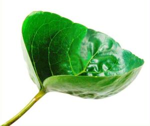 Cup leaf