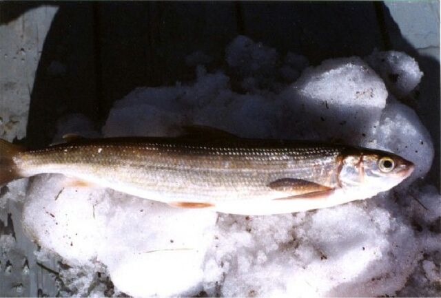 File:Herring.jpg