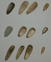 File:Sunflowerseed.jpg