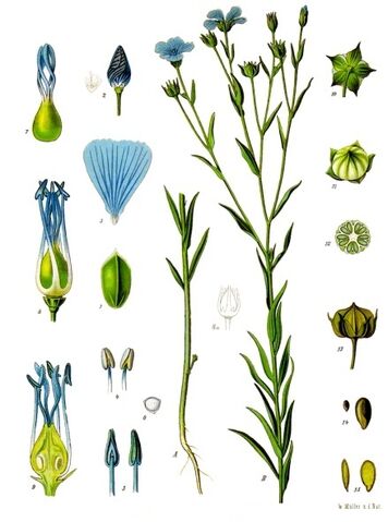 File:Flax.jpg