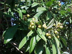 Loquat