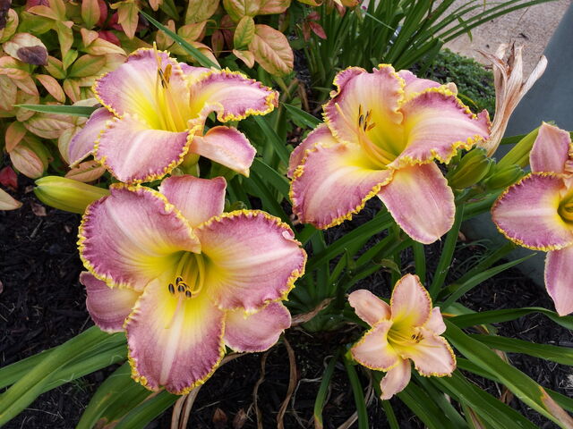 File:2012-06-05 10.51.02.jpg