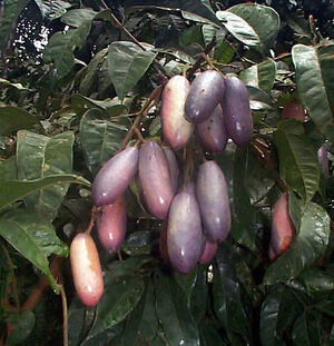 Native pear