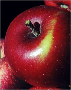 WinesapApple