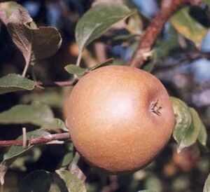 GoldenRussetApple
