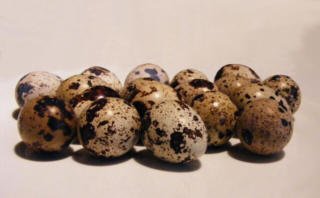 File:Quail+Eggs-517.jpg