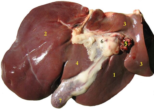 File:Liver.jpg