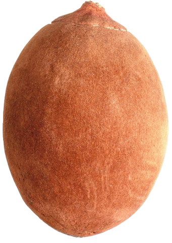 File:Baobab-fruit.png