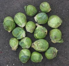 File:240px-Spruitjes.jpg