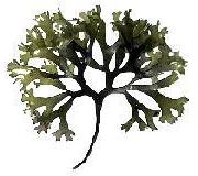 Carrageen