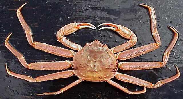 File:Snow crab.jpg
