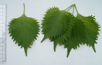 Shiso