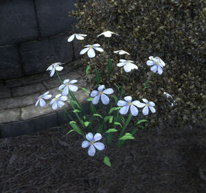 Snow Flax Plant