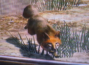 Fuchs1.png