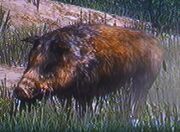 Wildschwein3.jpg