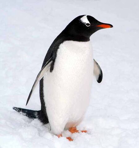 File:Gentoo.jpg