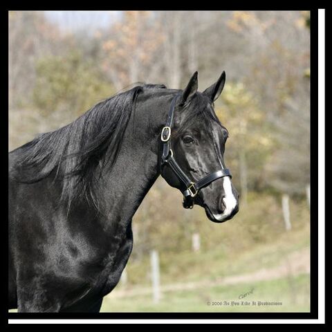File:Horse 1.jpg