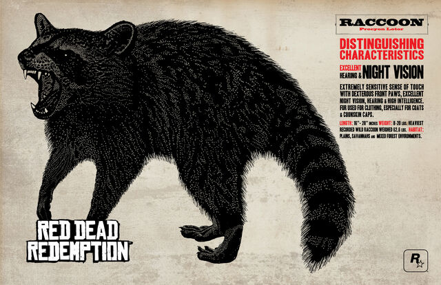File:Raccoon.jpg