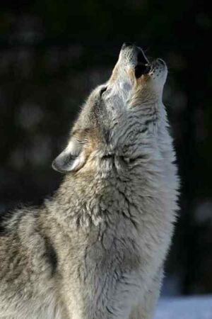 The Wolf