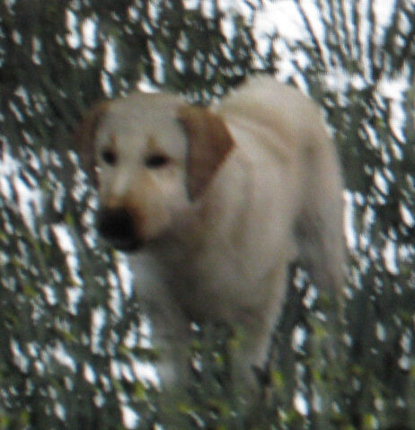 File:Rdr rufus.jpg