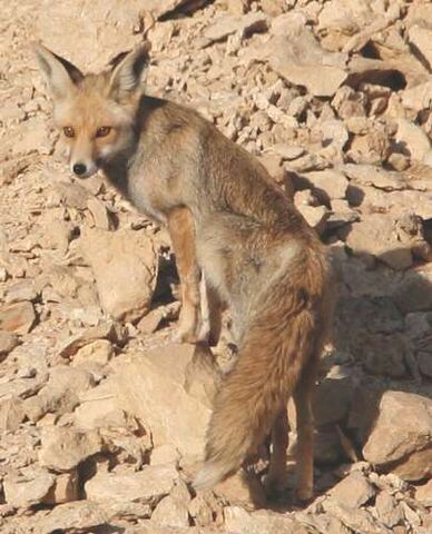 File:Desert-Fox.jpg