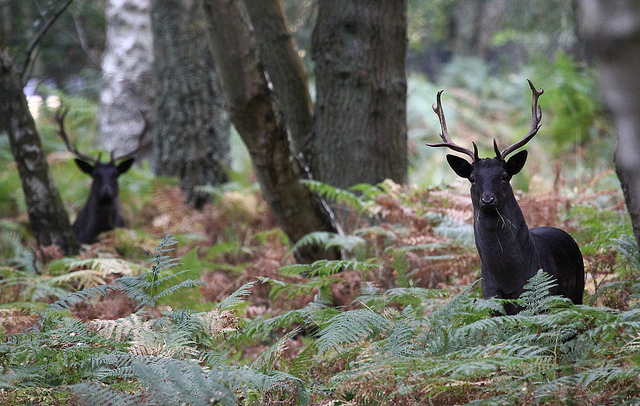 Black Stag | Reddit's World Wiki | FANDOM powered by Wikia