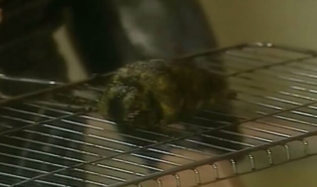 File:Space weevil.jpg