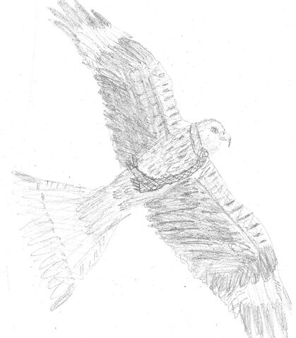 File:Red Kite.jpg