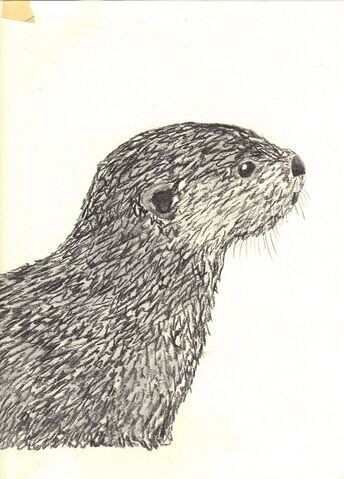 File:Charcoal otter.jpg