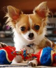 Chihuahua.jpg