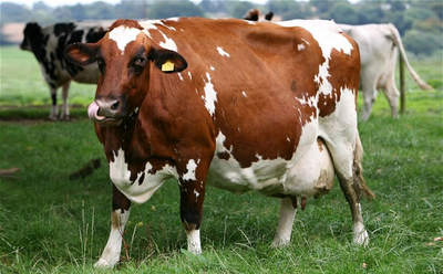 Vaca 3.png